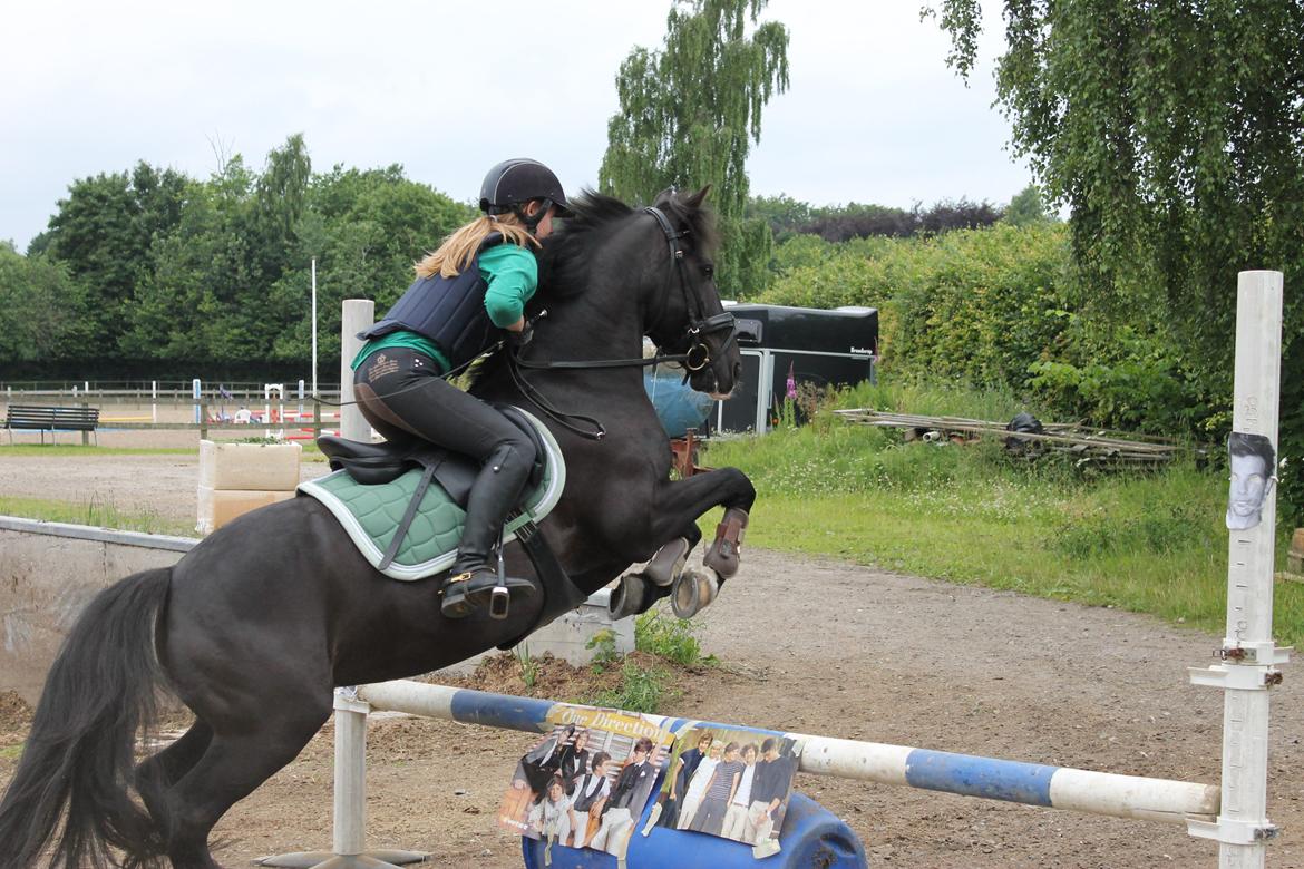 Anden særlig race Sorteper<3 *drømme ponyen* - 11) terrænspringing 2013; sorte og jeg over det meget smukke 1D spring ;) i'm in love with you and all these little things.. <3 billede 11