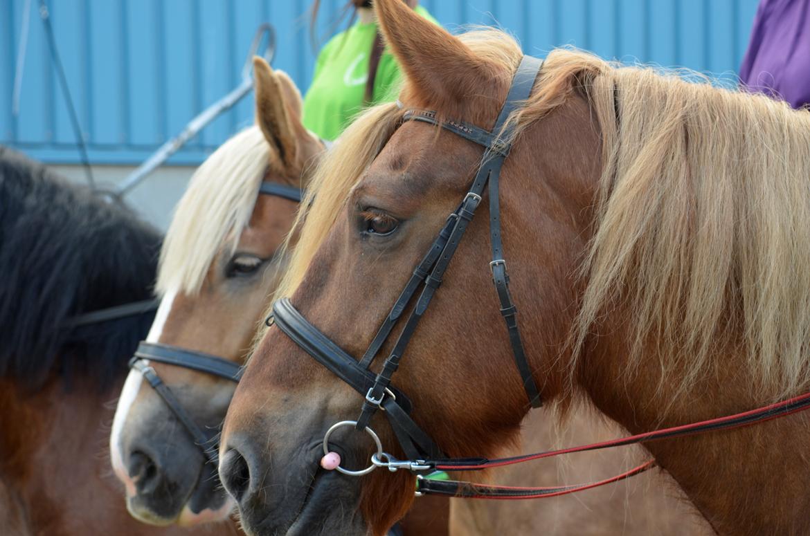 Jyde Mary - Landsskuet 2013 - fredag d. 5. juli billede 5