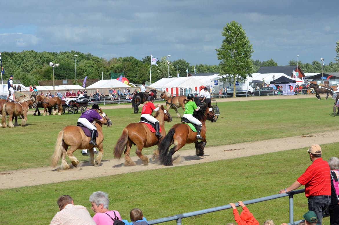 Jyde Mary - Landsskuet 2013 - fredag d. 5. juli billede 3