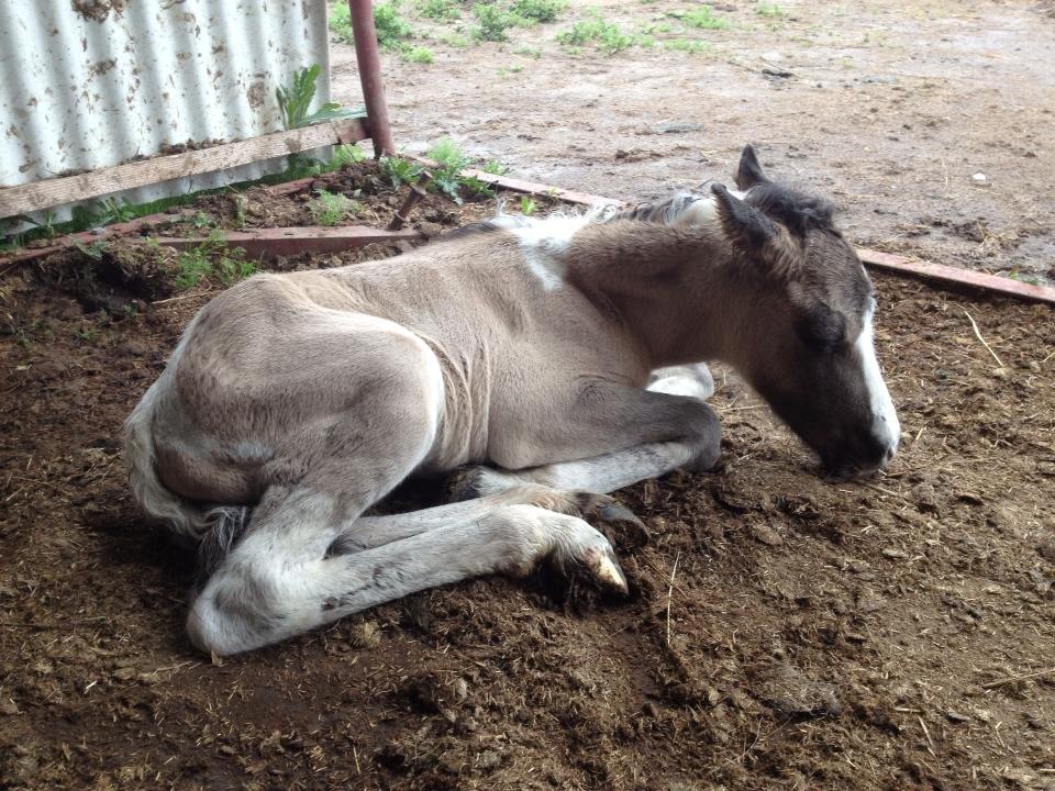 Pinto Brovang's Fantasia **BROVANG** SOLGT - Samme dag Fantasia kom til verden <3 billede 1