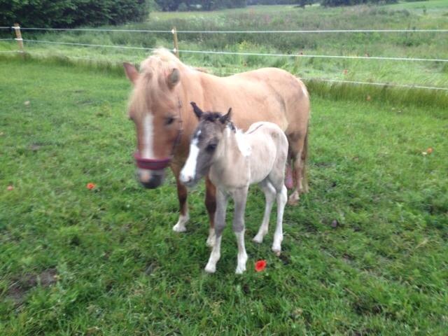 Pinto Brovang's Fantasia **BROVANG** SOLGT - Mor passer på mig :) billede 3