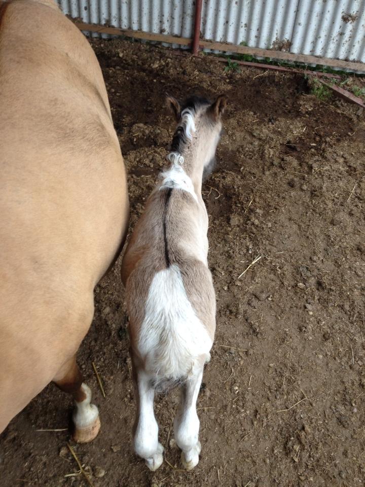 Pinto Brovang's Fantasia **BROVANG** SOLGT - Dyrk lige hendes aftegninger :D billede 4