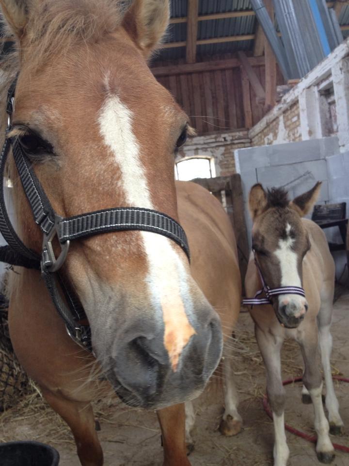 Pinto Brovang's Fantasia **BROVANG** SOLGT - Gemmer mig lige :) billede 6