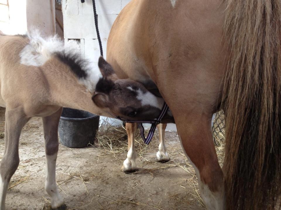 Pinto Brovang's Fantasia **BROVANG** SOLGT - SULTEN !!! billede 7