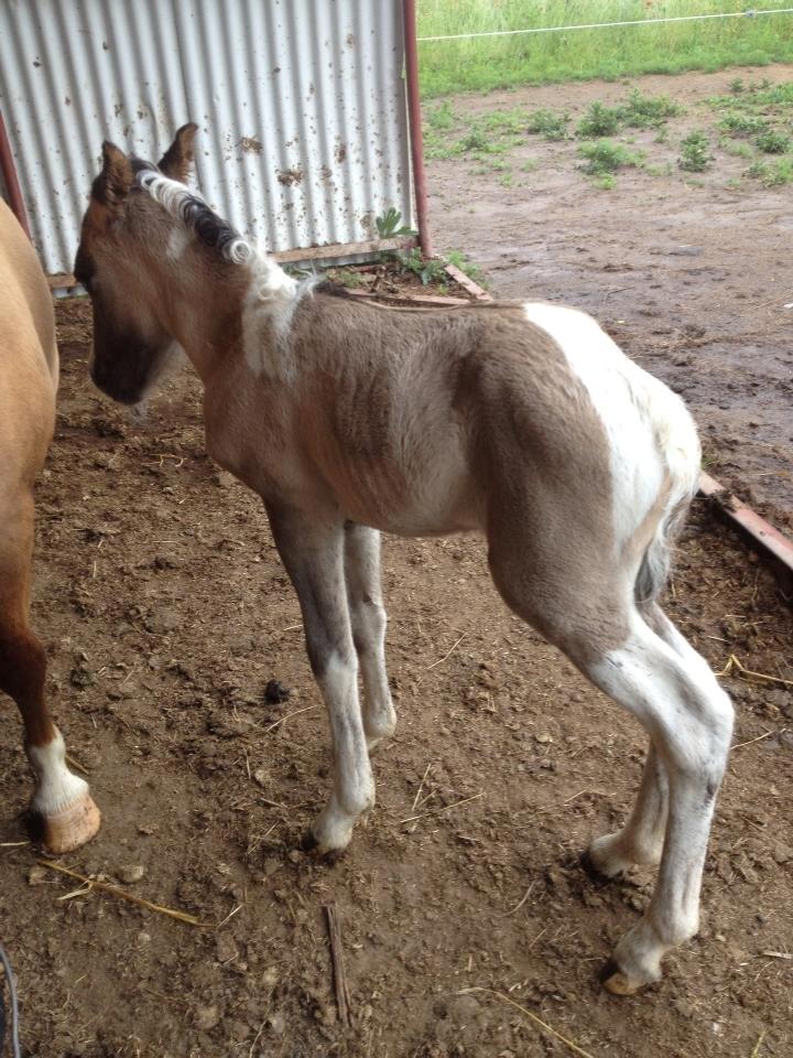 Pinto Brovang's Fantasia **BROVANG** SOLGT - Blot nogle timer gammel <3 billede 8