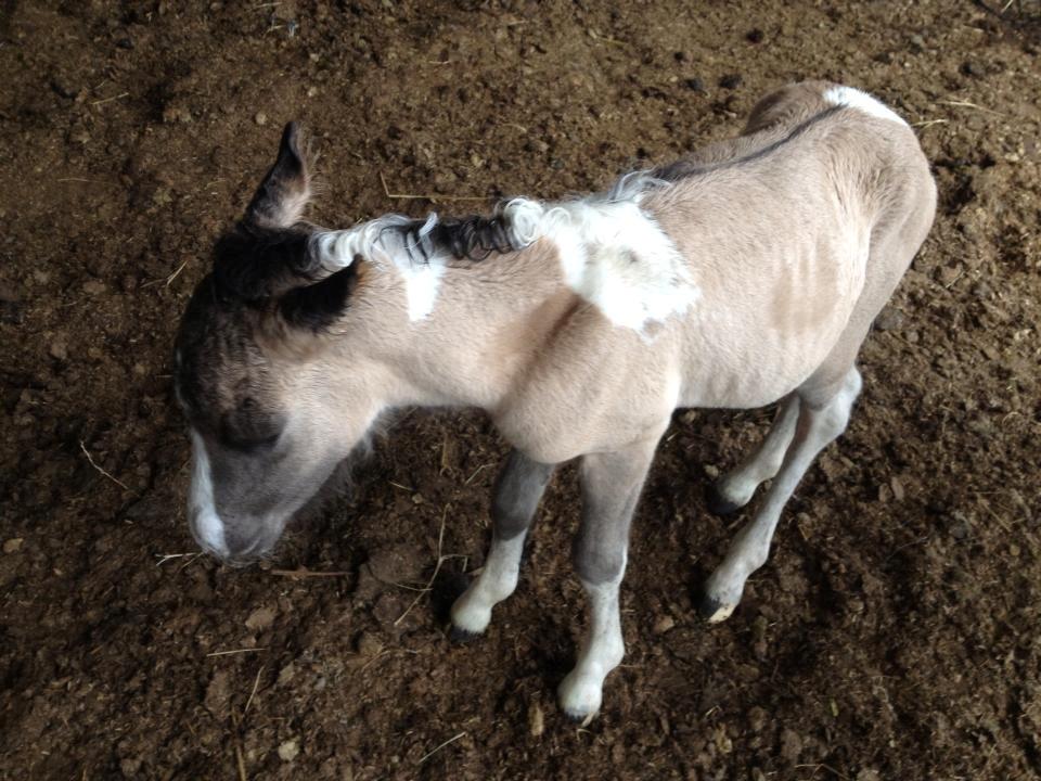 Pinto Brovang's Fantasia **BROVANG** SOLGT - Du er bare sååå smuk ;) billede 9