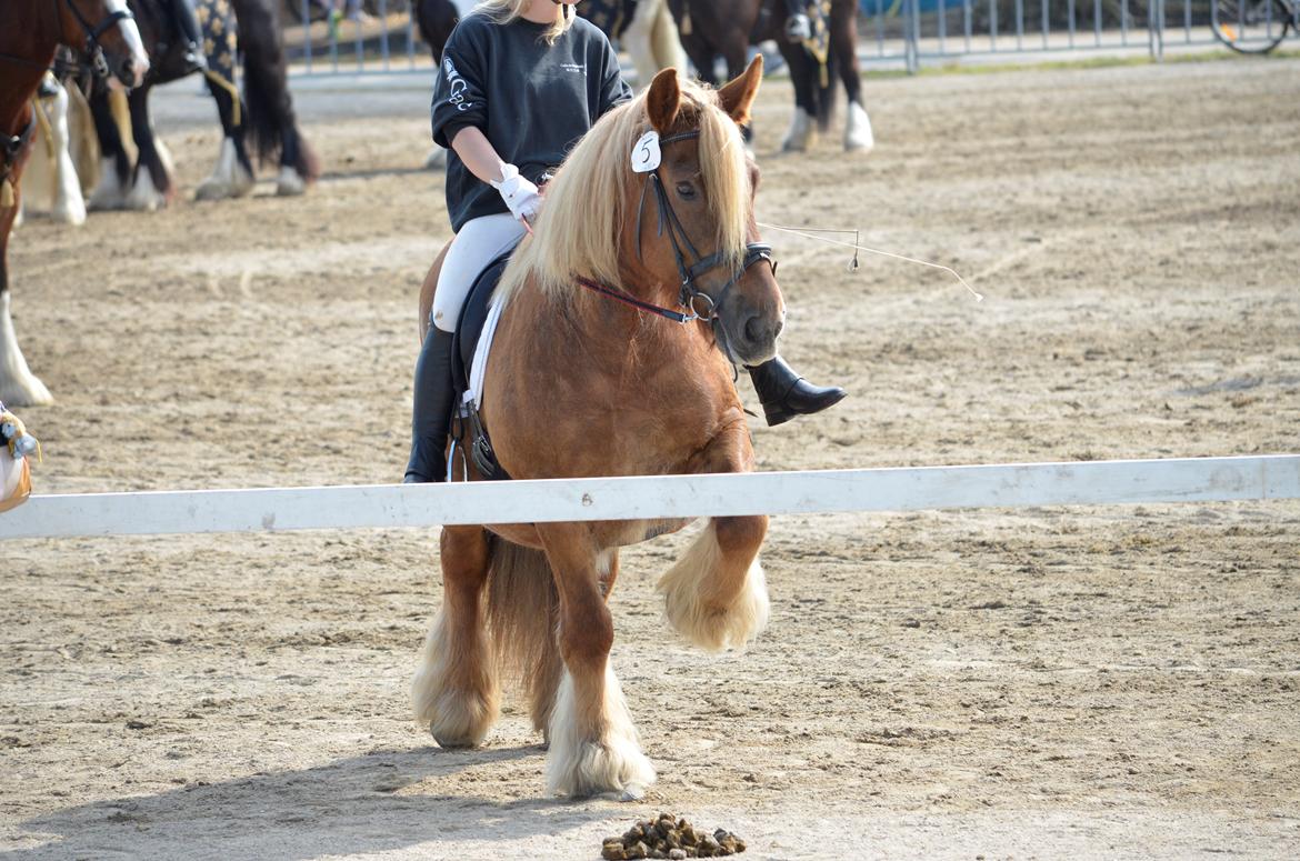 Jyde Mary - Landsskuet 2013 - lørdag d. 6. juli billede 7