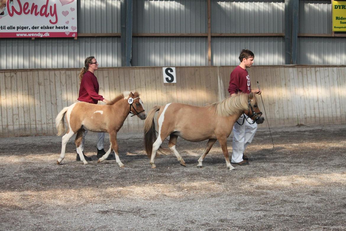 Pinto Baileys af Brovang **BROVANG** SOLGT ! - Baileys var så sej inde til bedømmelsen, næsten for rolig :D billede 20