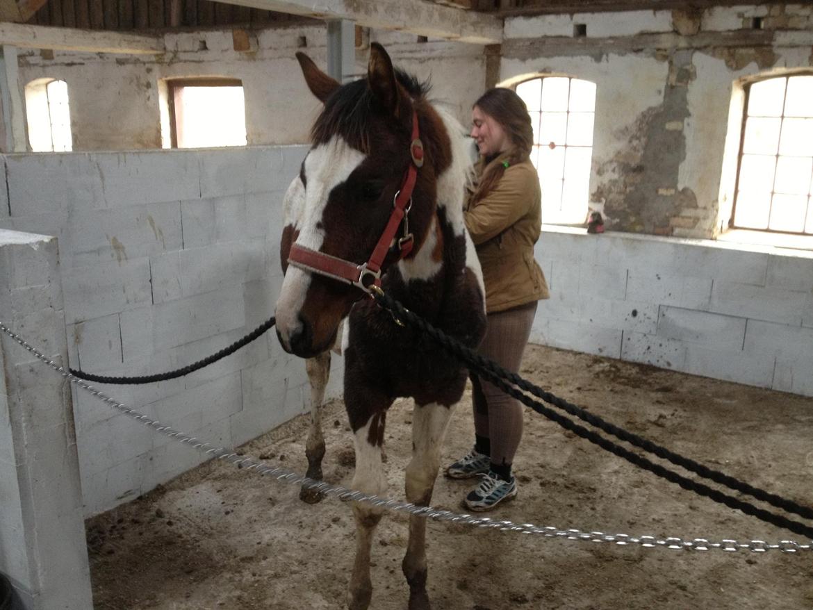 Pinto Hedens Nangijala **BROVANG** - Nangijala får massage, skønt syntes hun :) billede 10