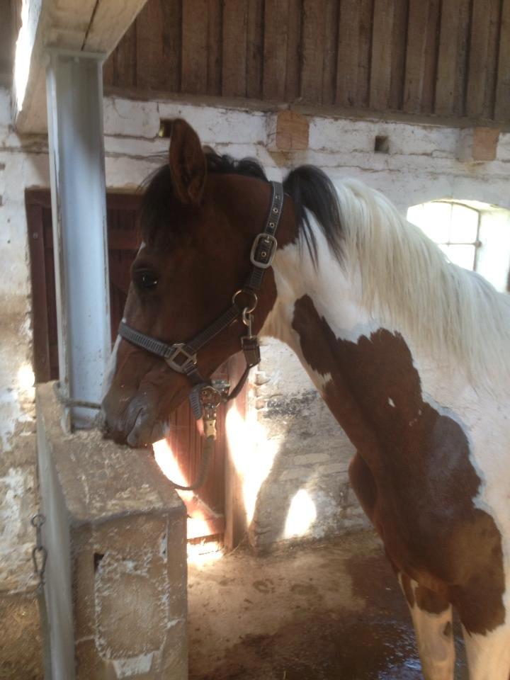 Pinto Hedens Nangijala **BROVANG** - Så har min mor Tanya lige vasket mig, jeg overlevede :D billede 11