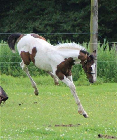 Pinto Hedens Nangijala **BROVANG** - Fis og Ballade ;) billede 12