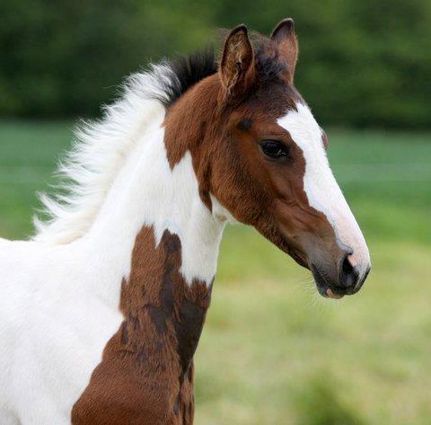 Pinto Hedens Nangijala **BROVANG** - <3 <3 <3  billede 13