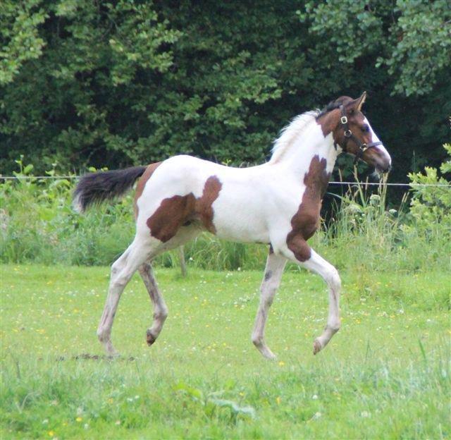 Pinto Hedens Nangijala **BROVANG** - Jep jeg kan sagtens flytte benene :) billede 14