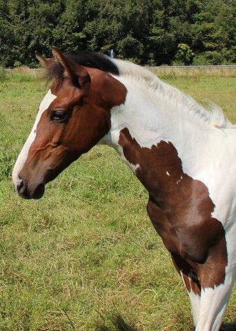 Pinto Hedens Nangijala **BROVANG** - Er jeg ikke SMUK <3 billede 15