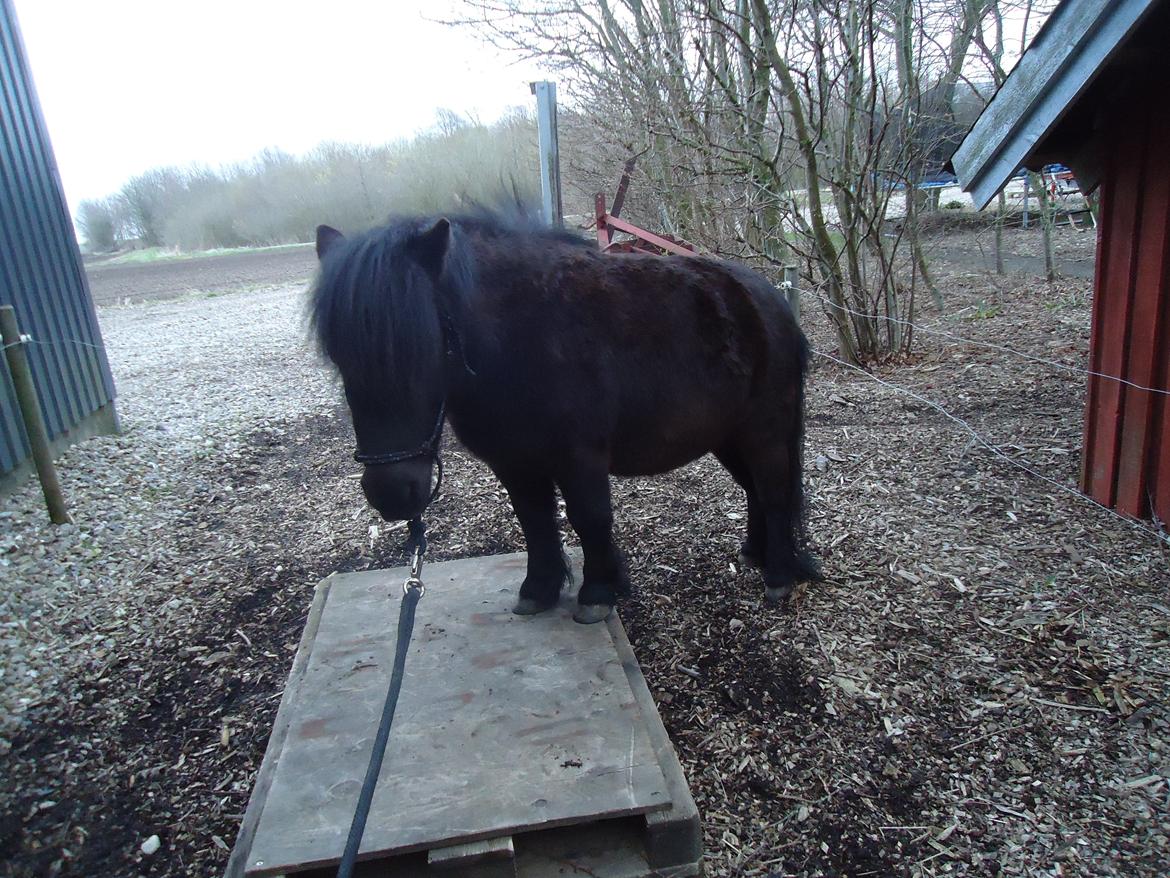 Shetlænder Robin<3 - Hygger en efterårsdag! <33 billede 18
