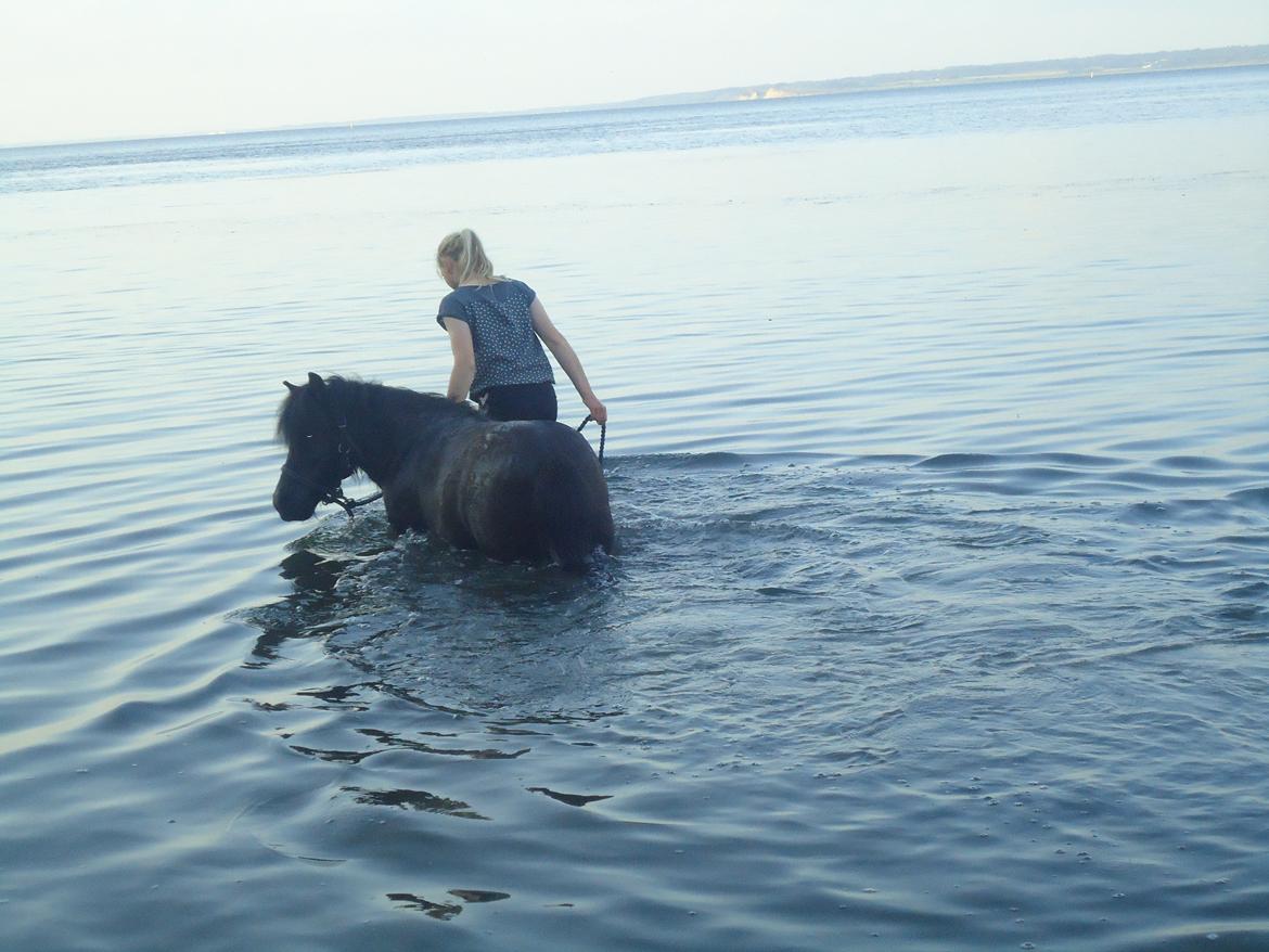 Shetlænder Robin<3 - Badning ved stranden på rytterlejr for shetlænder! <3 billede 14