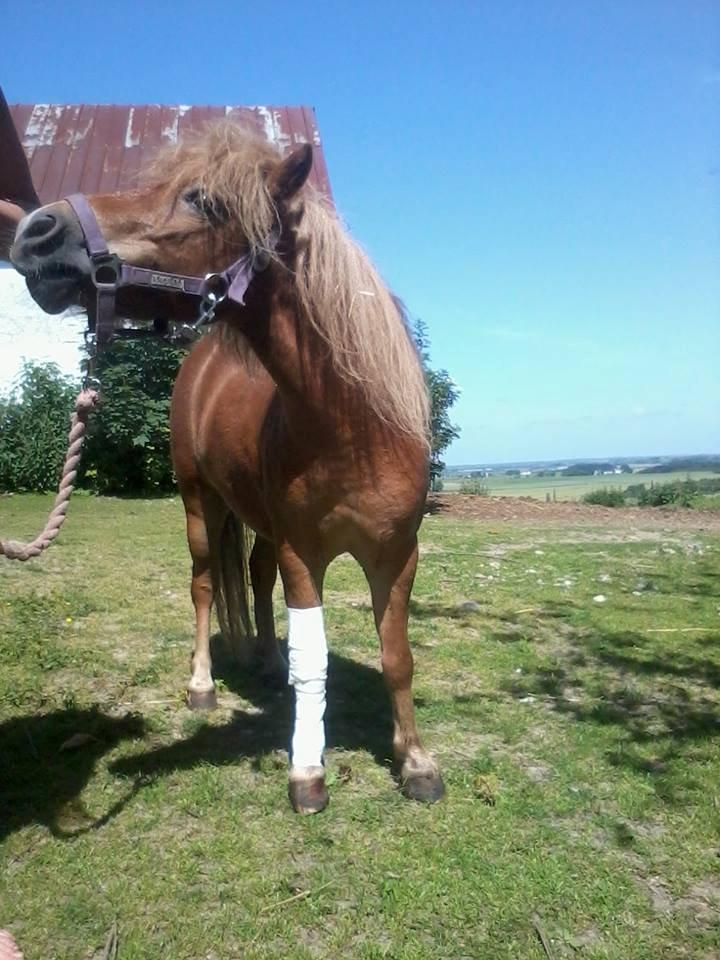 Shetlænder Karla |My Love|<3 - Min stakkel lille Karla'mus<3<3<3<3 billede 12