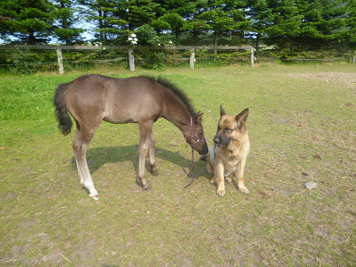 New Forest Azalia - Sommeren 2013, et par måneder gammel.  billede 5