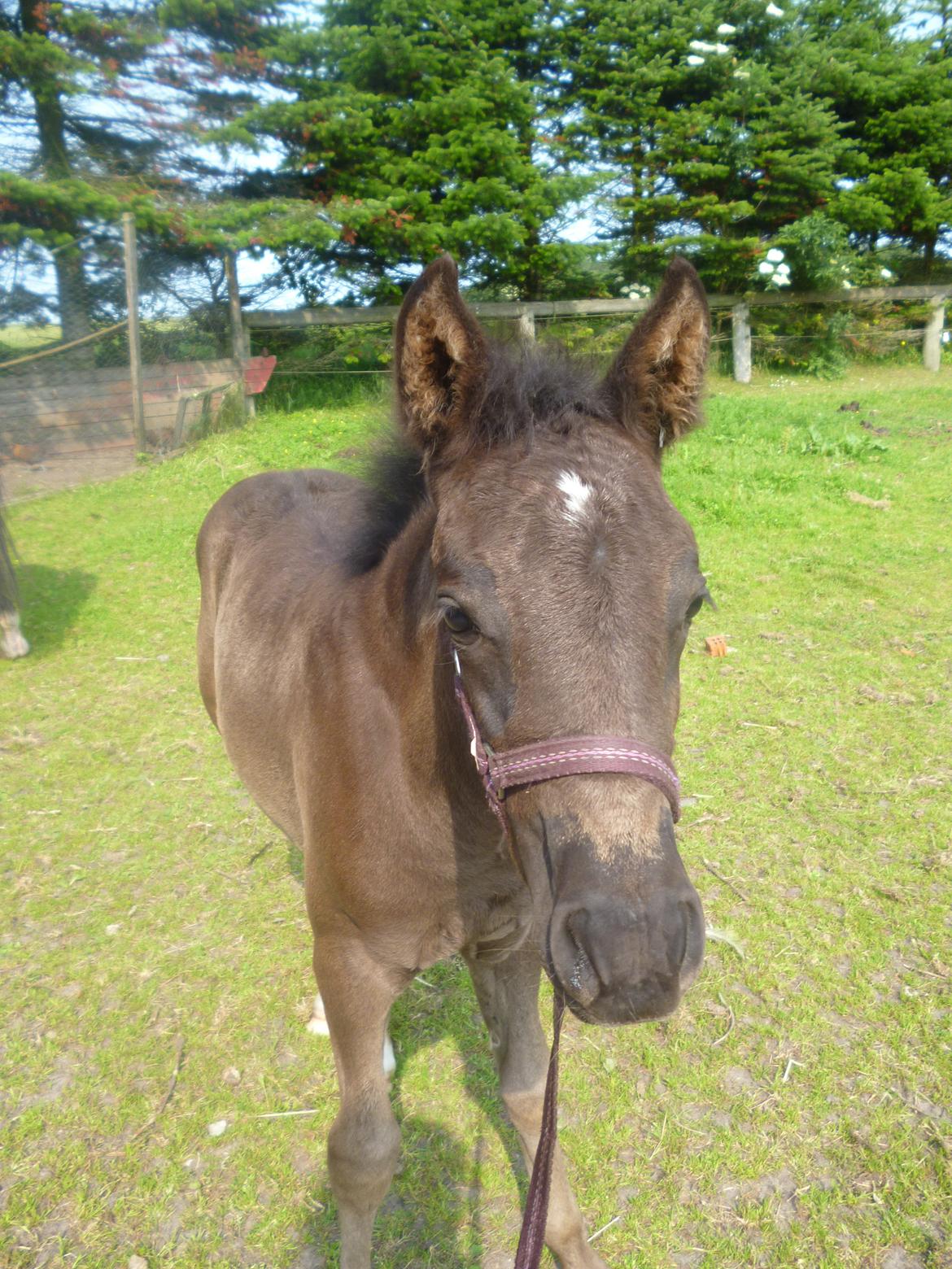 New Forest Azalia - Nysgerige pige. - Sommeren 2013.  billede 6