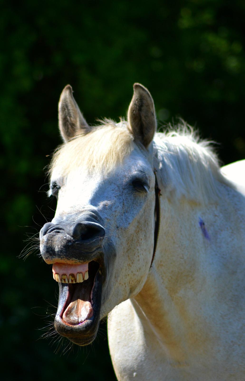 Anden særlig race Miss Dulle *Stjernepony* - Smiiil til fotografen!!  billede 17