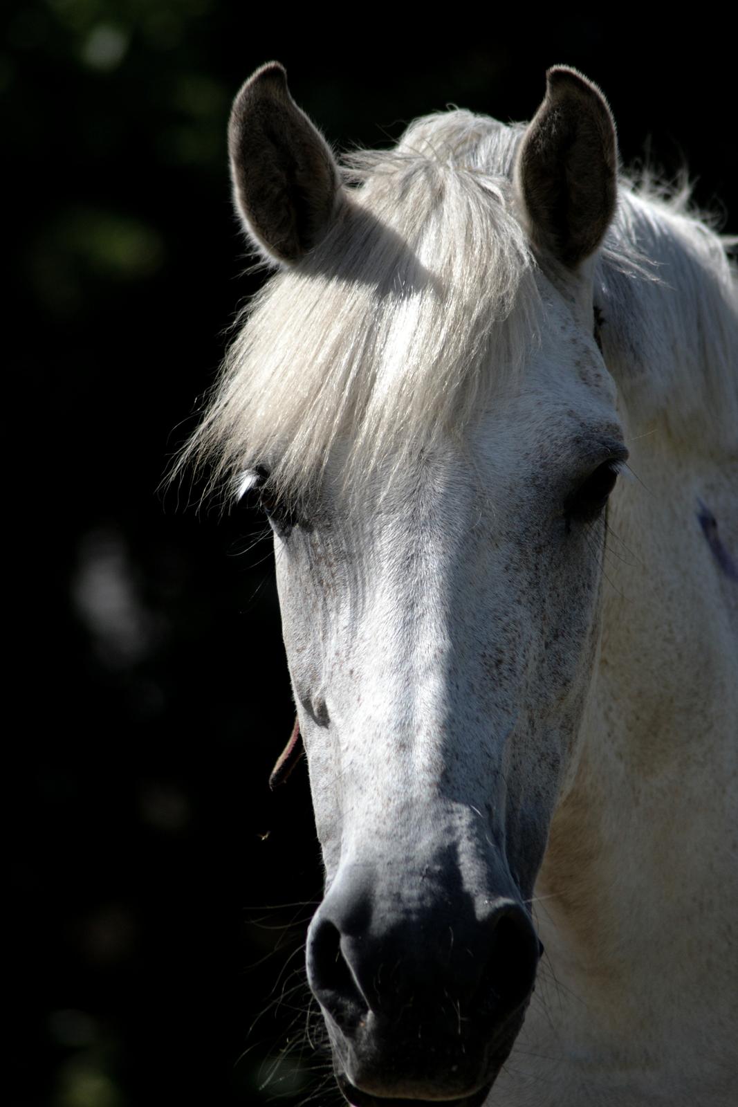 Anden særlig race Miss Dulle *Stjernepony* - Smukke dig!  billede 21