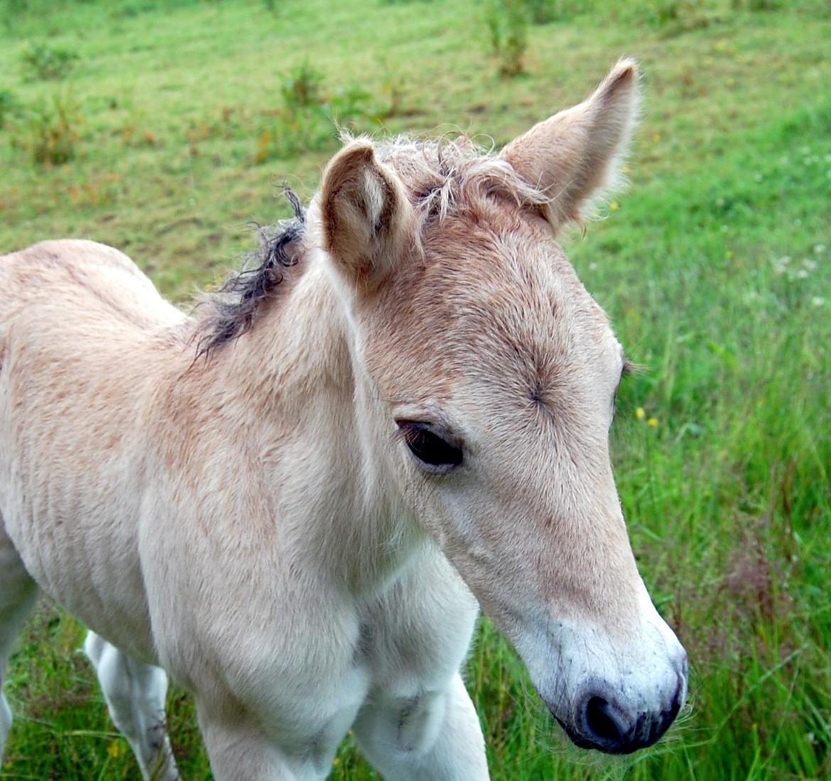 Fjordhest Brødsgaards Nellike - Nyfødte Nellike og bare så våd af al det regn:-) billede 10