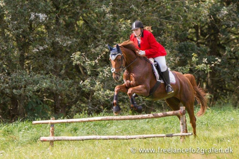 Hannoveraner Selena billede 8