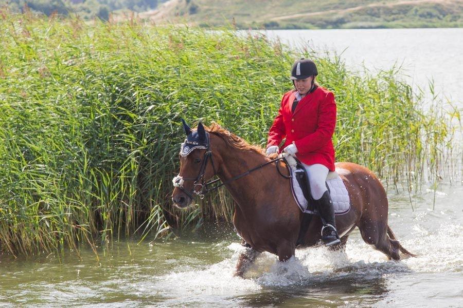 Hannoveraner Selena billede 9