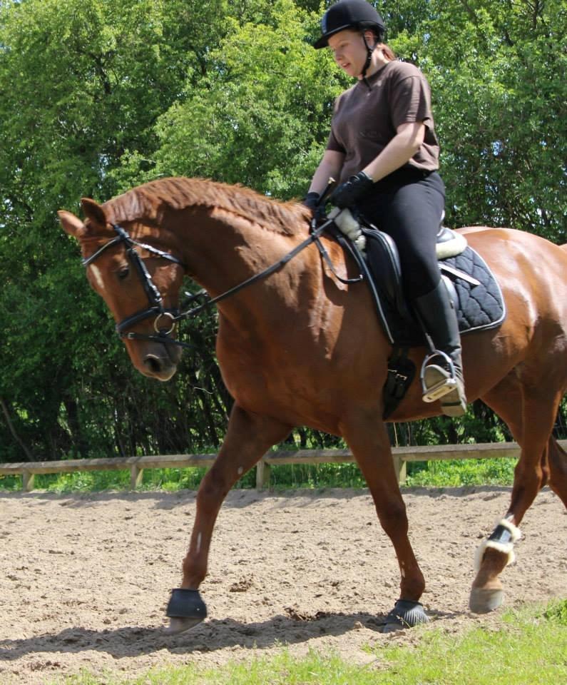 Hannoveraner Selena billede 12