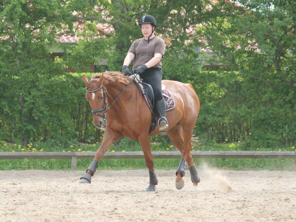 Hannoveraner Selena billede 14