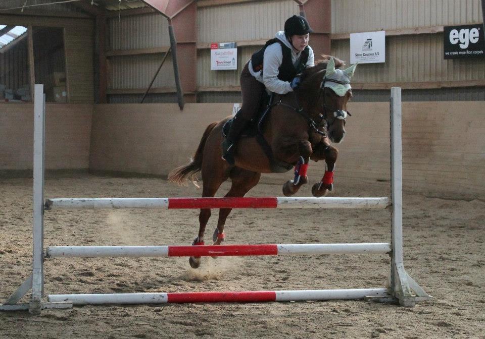 Hannoveraner Selena billede 15