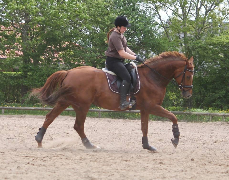 Hannoveraner Selena billede 17