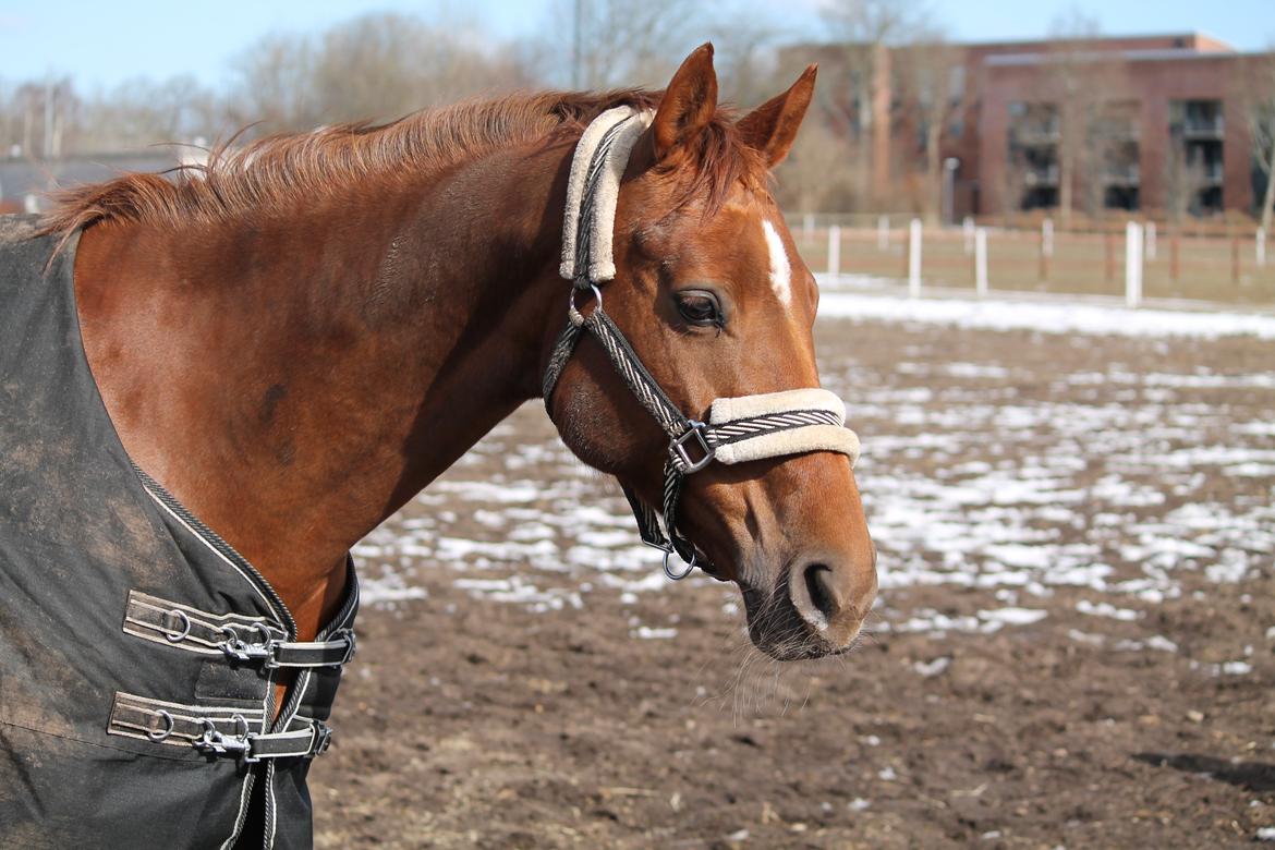 Hannoveraner Selena billede 19