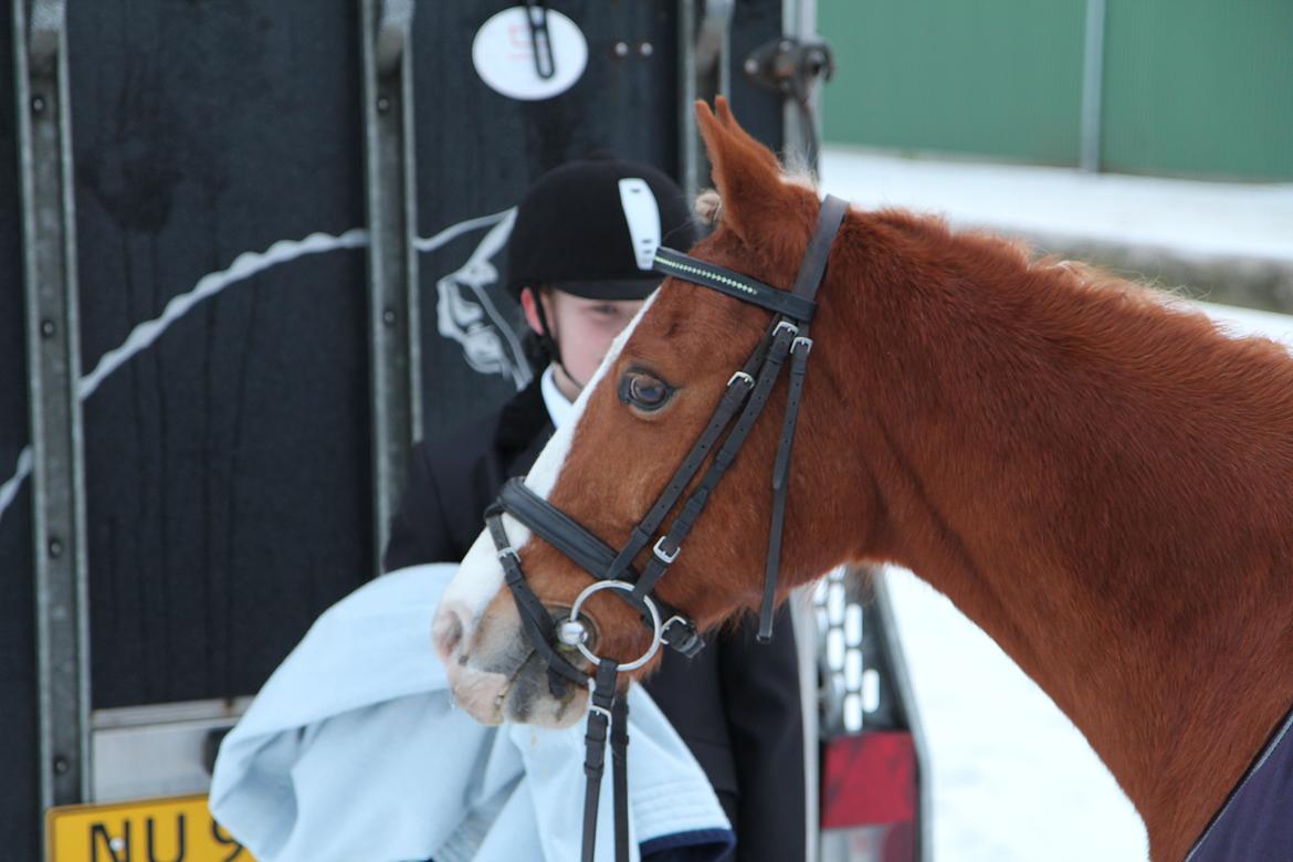 Anden særlig race Falcks Flamme "SOLGT&SAVNET" - vi havde nogle gode år sammen  billede 3
