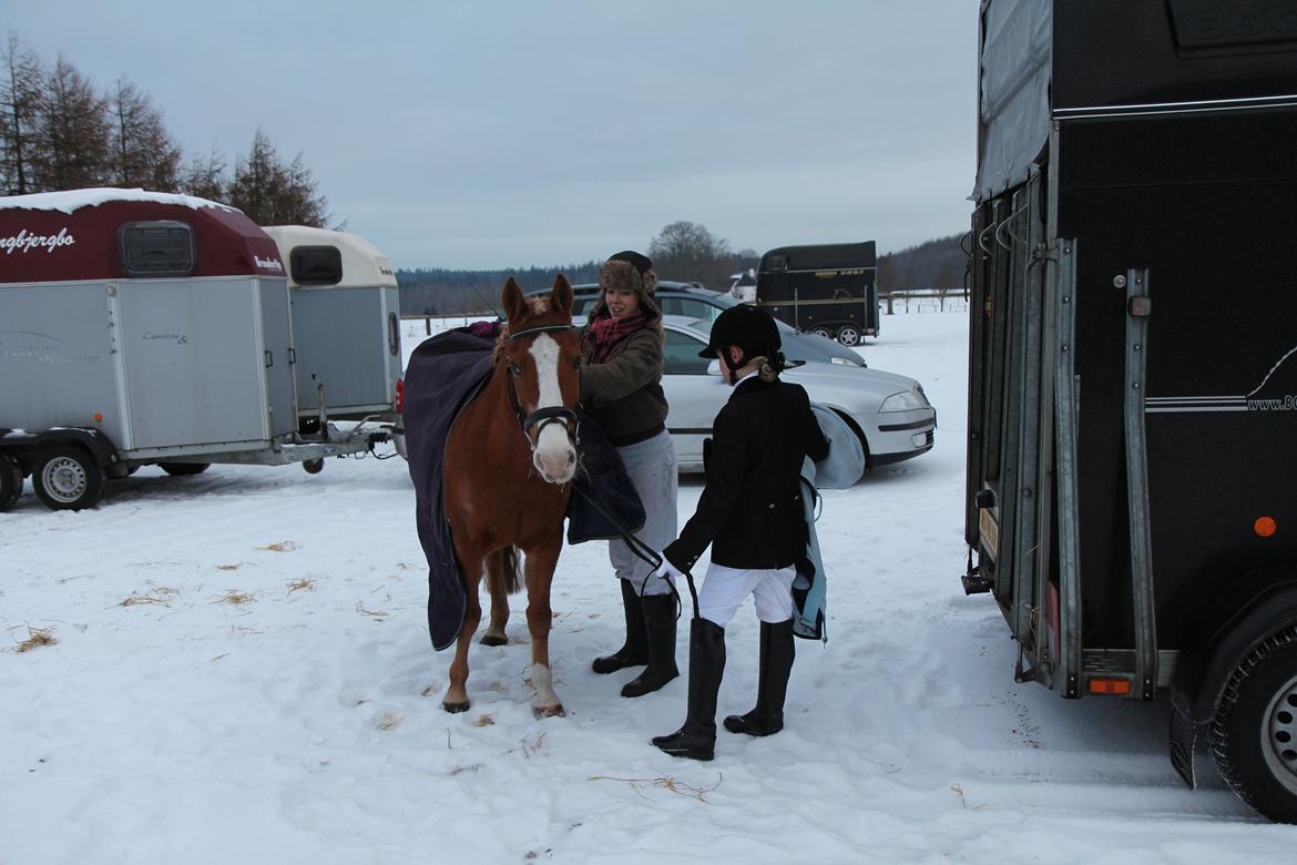 Anden særlig race Falcks Flamme "SOLGT&SAVNET" - du vil altid være min lille prins  billede 4