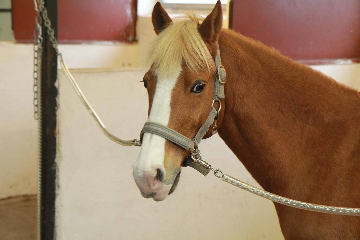 Anden særlig race Falcks Flamme "SOLGT&SAVNET" - farvel Flamme jeg vil aldrig glemme dig  billede 20