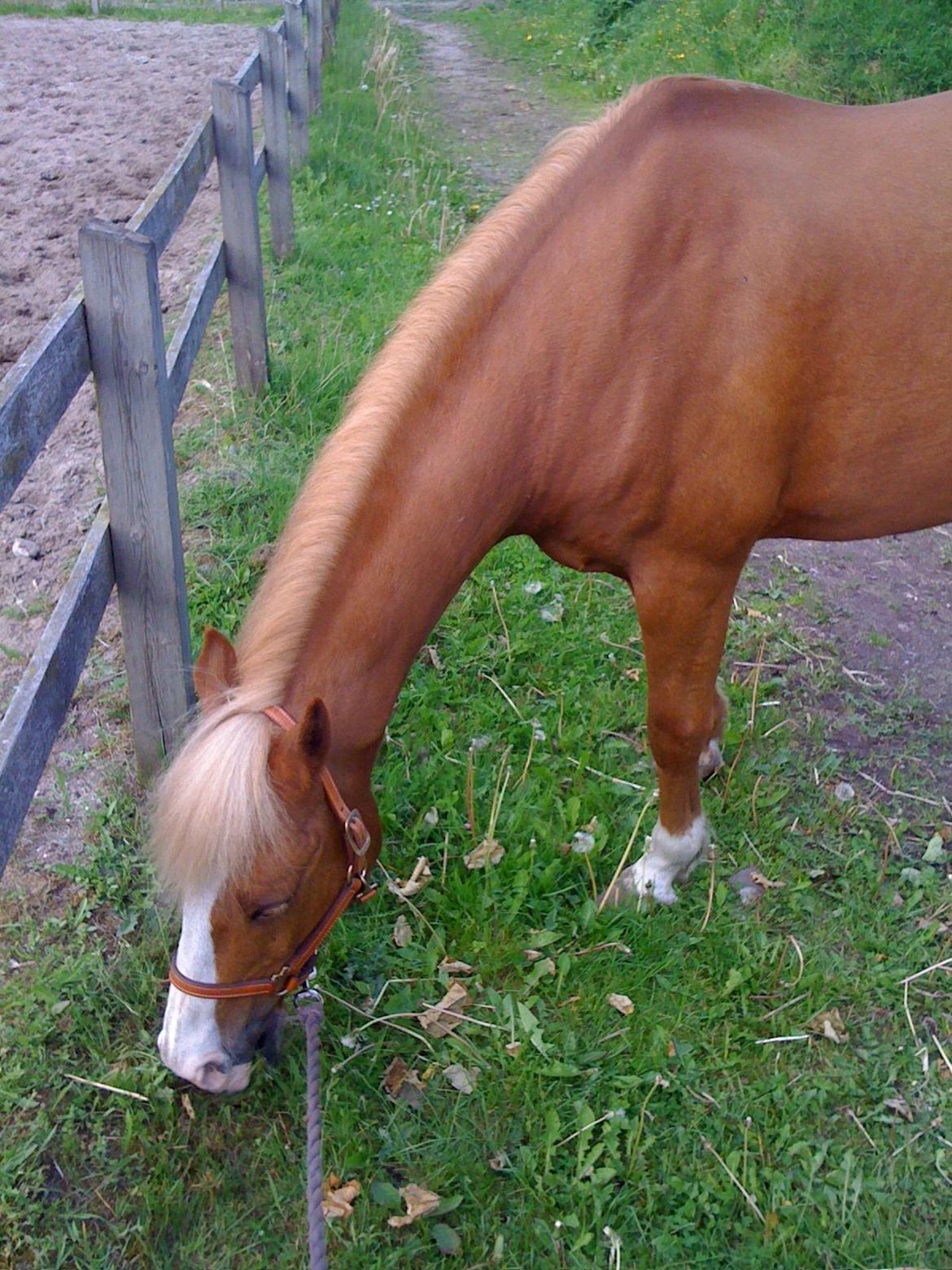 Anden særlig race Falcks Flamme "SOLGT&SAVNET" - en af de sidste dage sammen med dig  billede 18