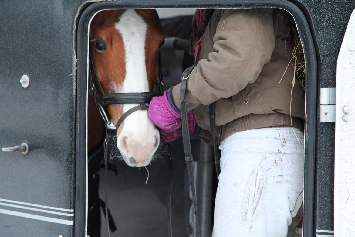 Anden særlig race Falcks Flamme "SOLGT&SAVNET" - I MISS YOU SO MUCH!!! billede 7