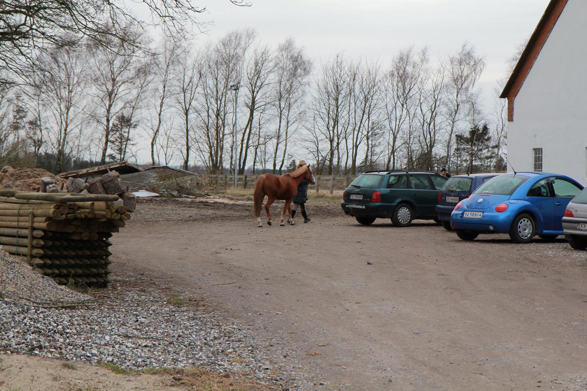 Anden særlig race Falcks Flamme "SOLGT&SAVNET" - FOR EVER DAY THAT PASSES I MISS YOU SO MUCH <3 <3 <3  billede 8