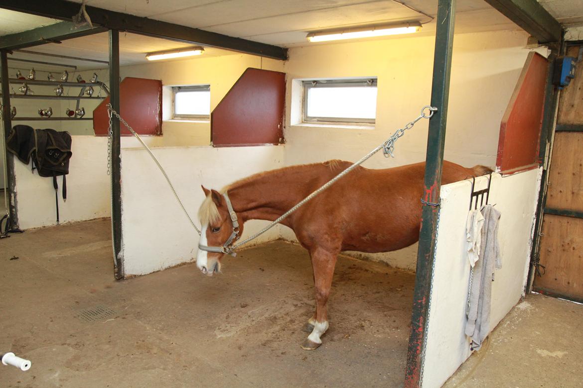 Anden særlig race Falcks Flamme "SOLGT&SAVNET" - du er en   af de bedste ponyer i verden  billede 9