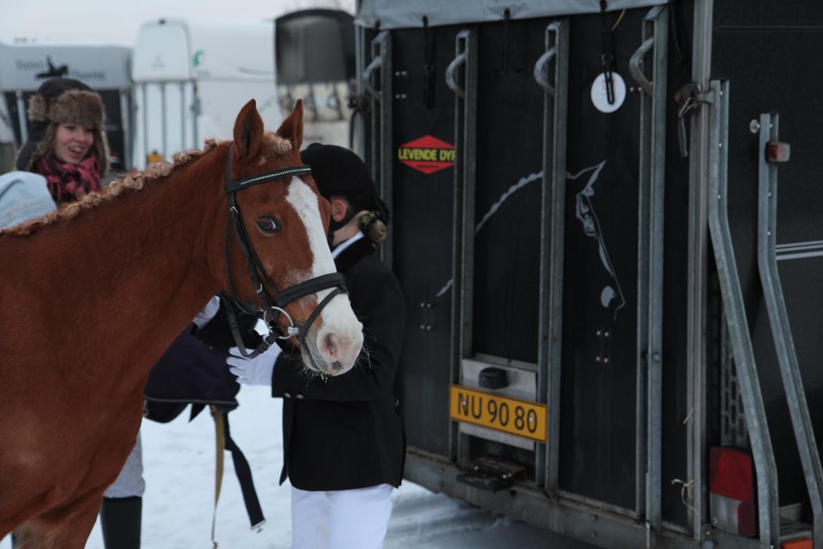 Anden særlig race Falcks Flamme "SOLGT&SAVNET" - du vil altid have en plads i mit hjerte <3  billede 6