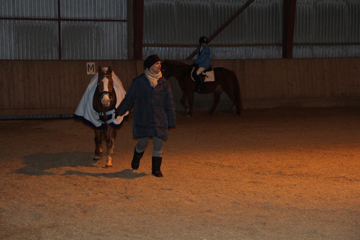 Anden særlig race Falcks Flamme "SOLGT&SAVNET" - jeg trode aldrig det skulle slutte, men det gjorde det   billede 17