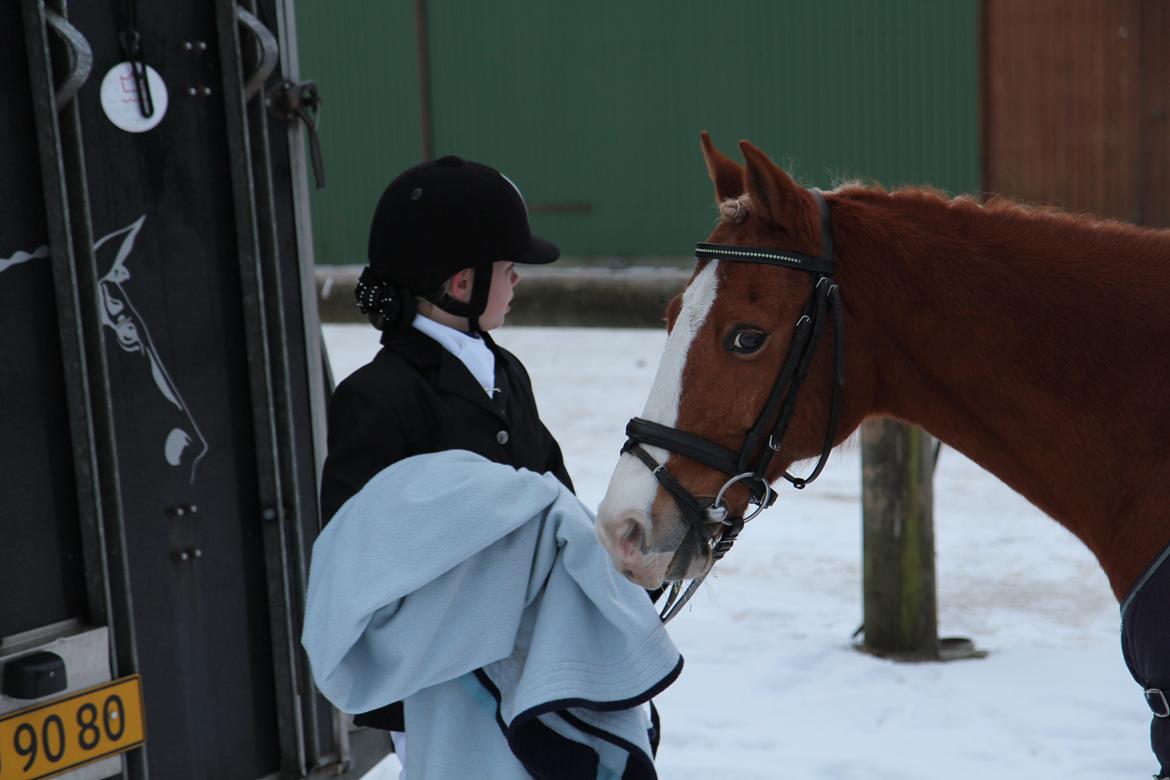 Anden særlig race Falcks Flamme "SOLGT&SAVNET" - vi har godt nok haft op og ned ture sammen 
 billede 5