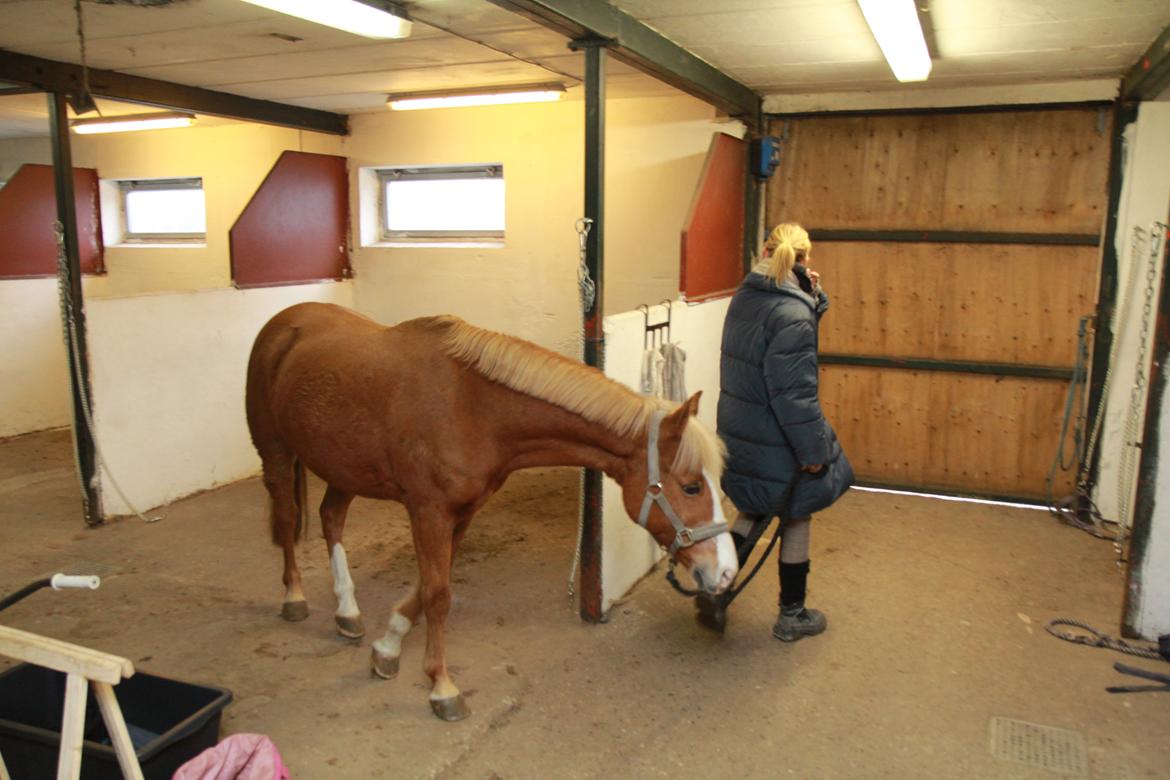 Anden særlig race Falcks Flamme "SOLGT&SAVNET" - ingen kunne skille os to ad billede 10