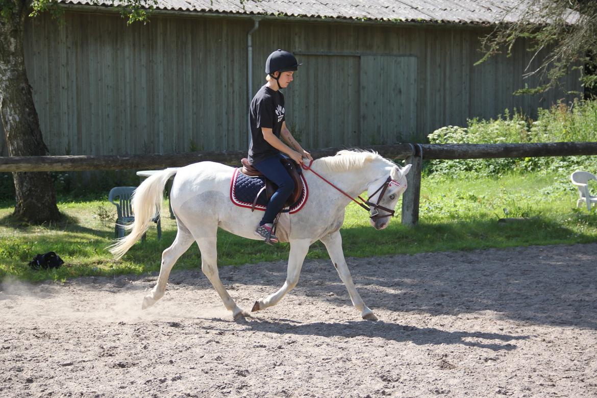 Anden særlig race Blida billede 2