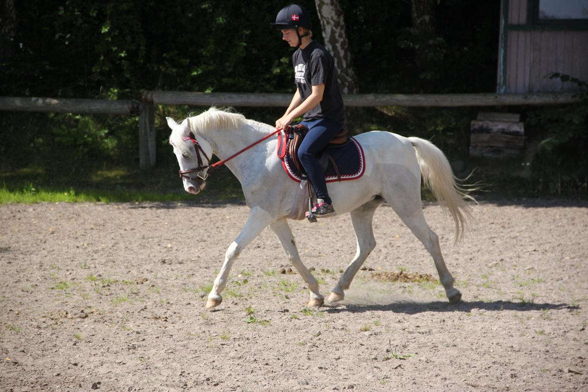 Anden særlig race Blida billede 3