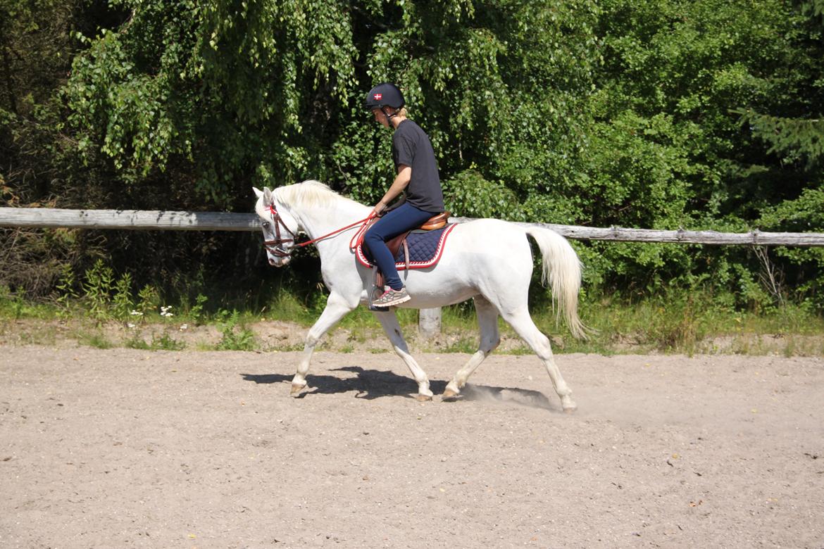 Anden særlig race Blida billede 4