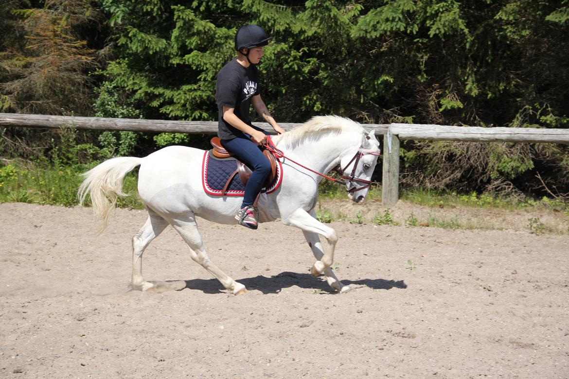 Anden særlig race Blida billede 5