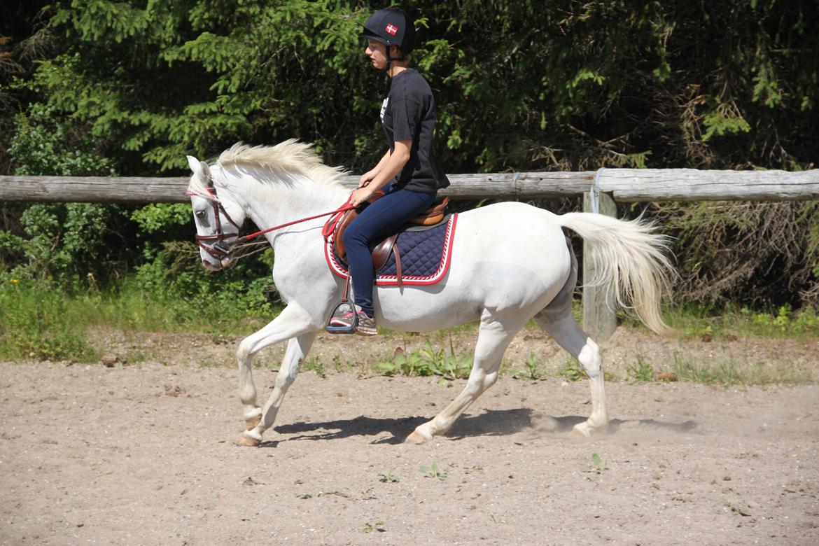 Anden særlig race Blida billede 6