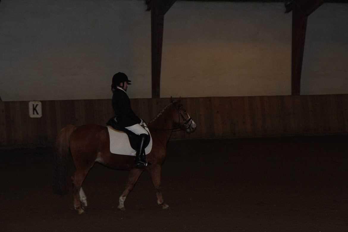 Anden særlig race Falcks Flamme "SOLGT&SAVNET" - tusind tak for nogle gode år sammen  billede 19